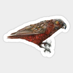 Mr Kaka, New Zealand native parrot Sticker